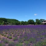北海道 富良野のラベンダー畑 「ファーム富田」の楽しみ方