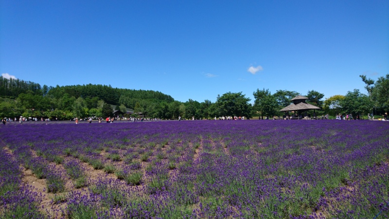 北海道 富良野のラベンダー畑 「ファーム富田」の楽しみ方