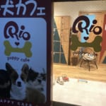 下北沢　子犬カフェRIO（リオ）　豆柴カフェとの違いを検証してきました